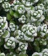 Crassula corallina