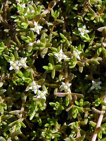Photos Crassula recurva - Jade plant