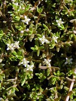 Crassula recurva - Nadelkraut