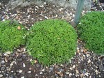 Crassula millfordiae - Dickblatt