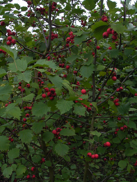 Fotos Crataegus coccinea - 