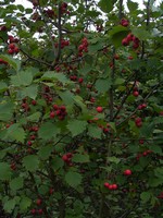 Fotos Crataegus coccinea