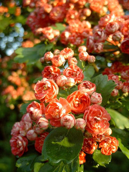 Photos Crataegus laevigata - Smooth hawthorn