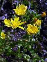 Photos Crepis aurea