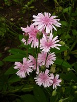 Crepis rubra - Roter Pippau