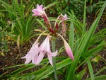 Crinum � powellii - Hakenlilie