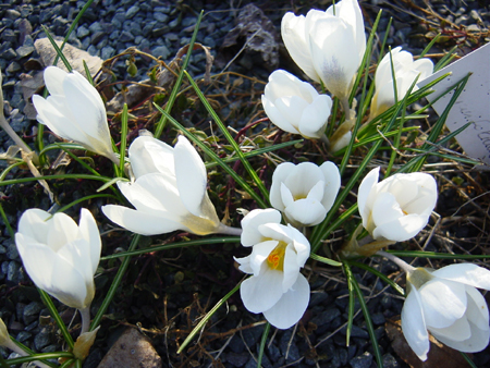 Photos Crocus chrysanthus - 