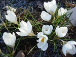 Photos Crocus chrysanthus