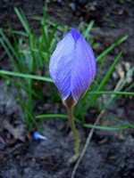 Photos Crocus nudiflorus
