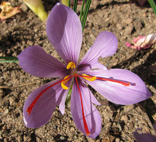 Photos Crocus sativus cashmerianus - 