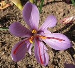Photos Crocus sativus cashmerianus
