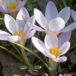 Photos Crocus sieberi