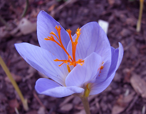 Photos Crocus speciosus - 