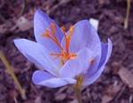 Photos Crocus speciosus