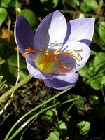 Photos Crocus speciosus