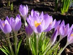 Photos Crocus tommasinianus