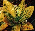 Codiaeum variegatum