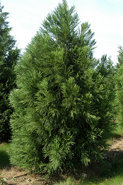 Photos Cryptomeria japonica - Japanese cedar