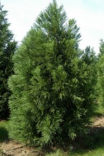 Photos Cryptomeria japonica