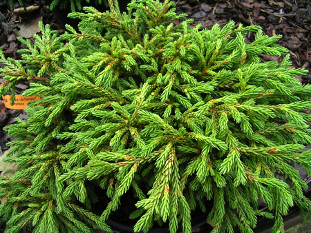 Photos Cryptomeria japonica - Japanese cedar