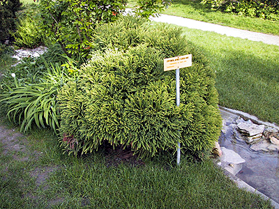 Photos Cryptomeria japonica - Japanese cedar