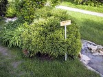 Photos Cryptomeria japonica