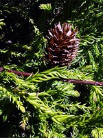 Cryptomeria japonica - Sicheltanne