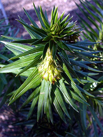 Photos Cunninghamia lanceolata - Chinese fir