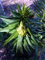 Cunninghamia lanceolata - Lanzettbl�ttrige Spie�tanne