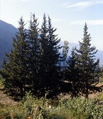 Cupressus sempervirens - Echte Zypresse, Mittelmeer-Zypresse