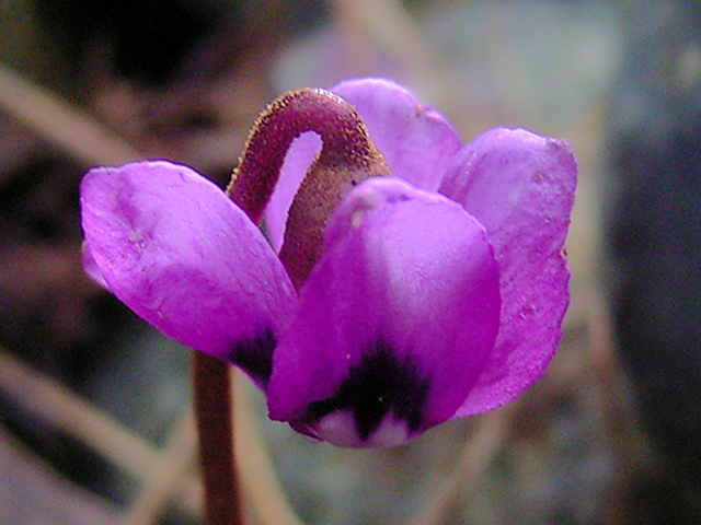 Photos Cyclamen coum - 