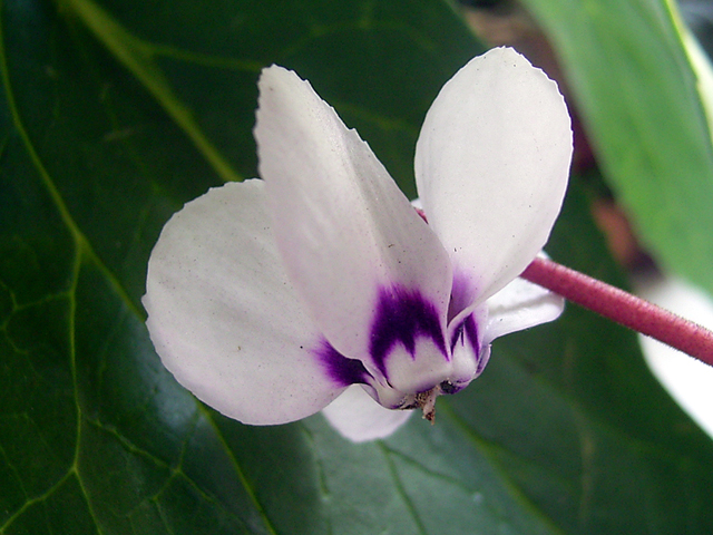 Photos Cyclamen coum - 