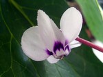 Photos Cyclamen coum