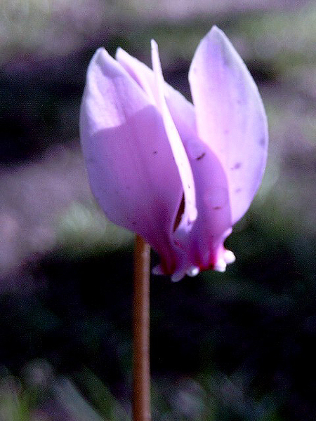 Photos Cyclamen hederifolium - 