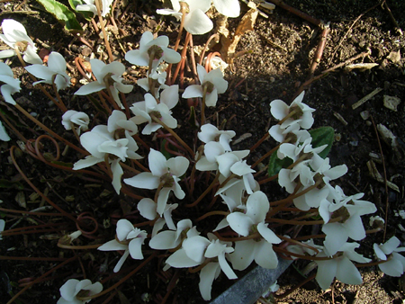 Photos Cyclamen hederifolium - 
