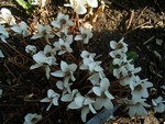 Photos Cyclamen hederifolium