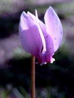 Photos Cyclamen hederifolium