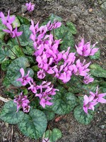 Photos Cyclamen purpurascens