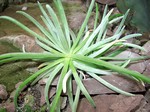 Cylindropuntia prolifera - 