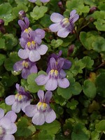 Cymbalaria muralis - Mauer-Zimbelkraut