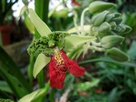 Cymbidiella pardalina - 