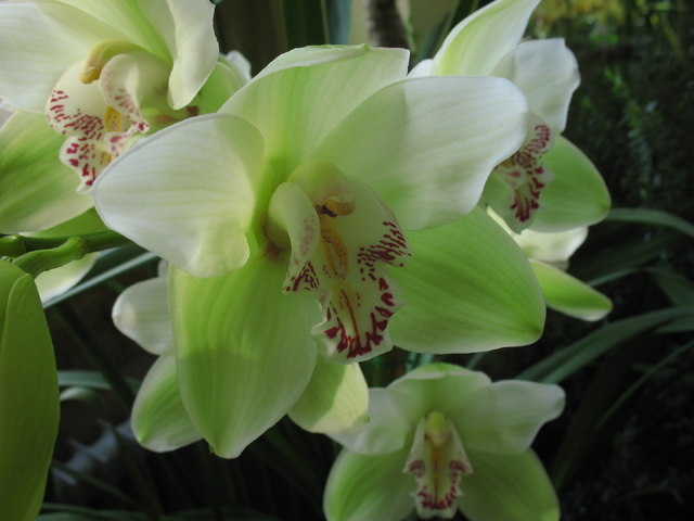 Photos Cymbidium Hybride - 