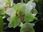 Cymbidium Hybride - Montecito