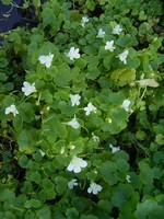 Cymbalaria pallida - Bla�es Zimbelkraut