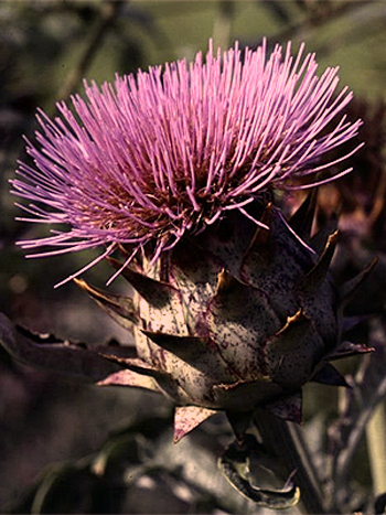 Photos Cynara cardunculus - Cardoon