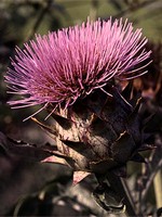 Cynara cardunculus - Cardy, Gem�se-Artischoke, Kardone