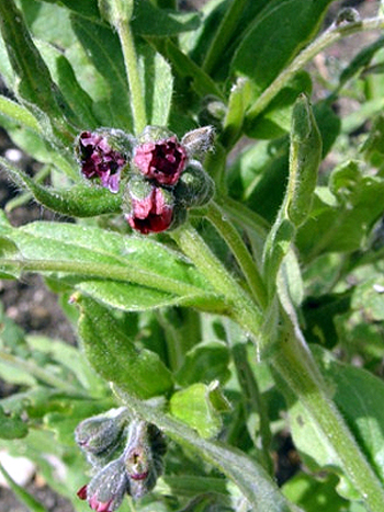 Photos Cynoglossum officinale - Chinese forget-Me-Not