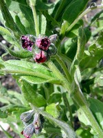 Cynoglossum officinale - Hundszunge