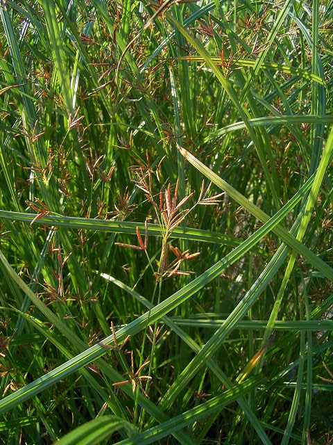 Photos Cyperus longus - Papyrus