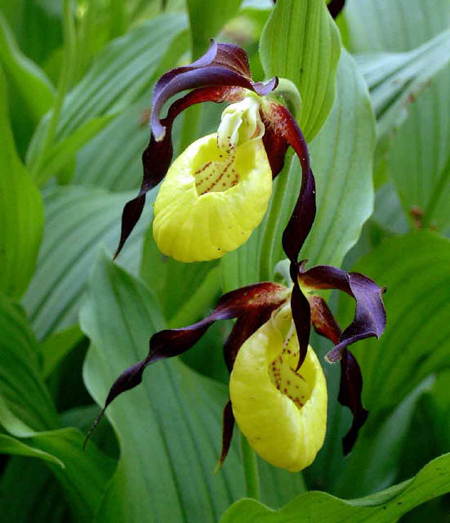 Photos Cypripedium calceolus - Lady